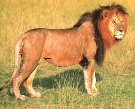 le lion